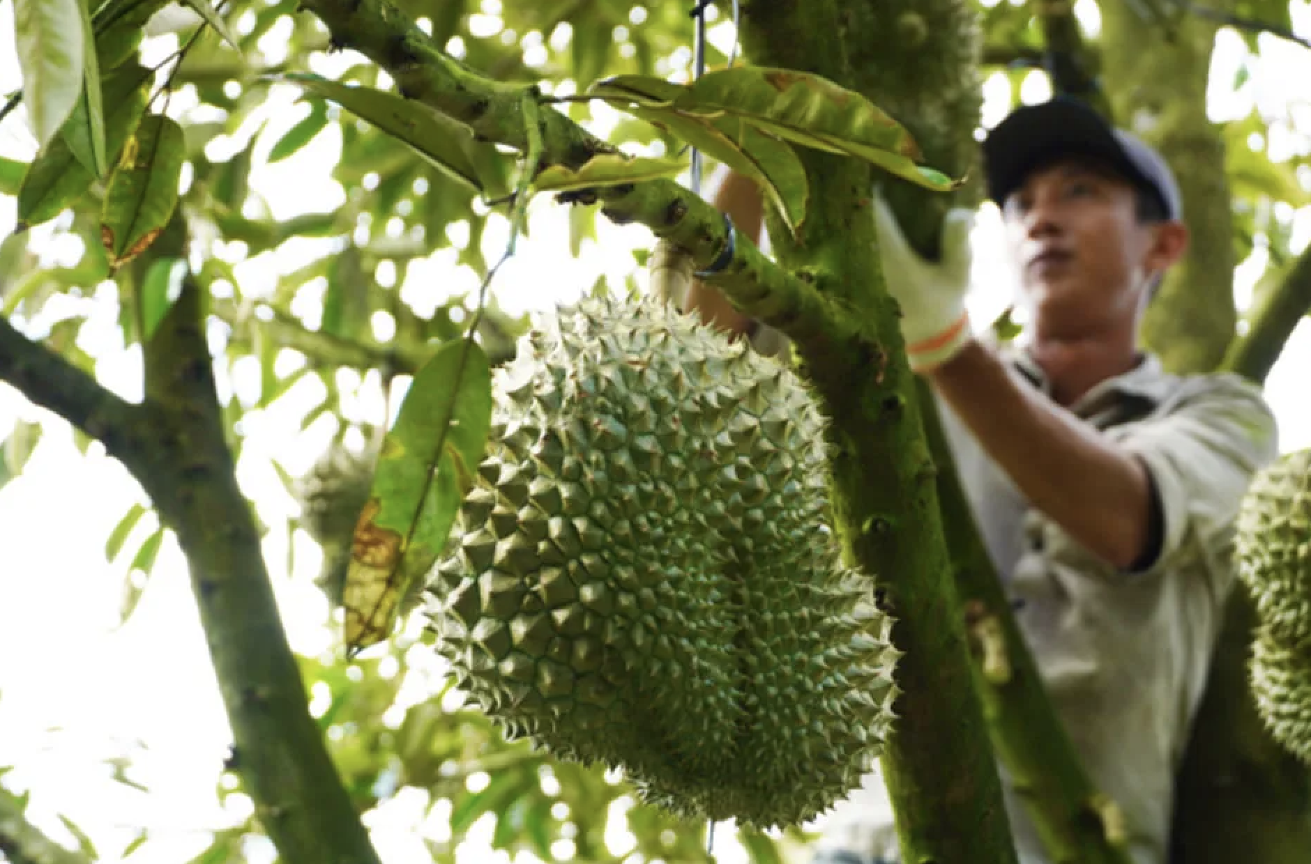 越南榴莲：淡季供应价格飙升超50% 春节临近中国需求高涨