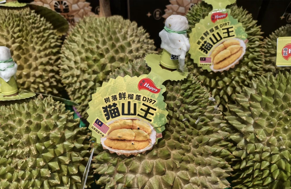 马来西亚榴莲：48小时空运猫山王在华走俏 本季出口量有望提升30%
