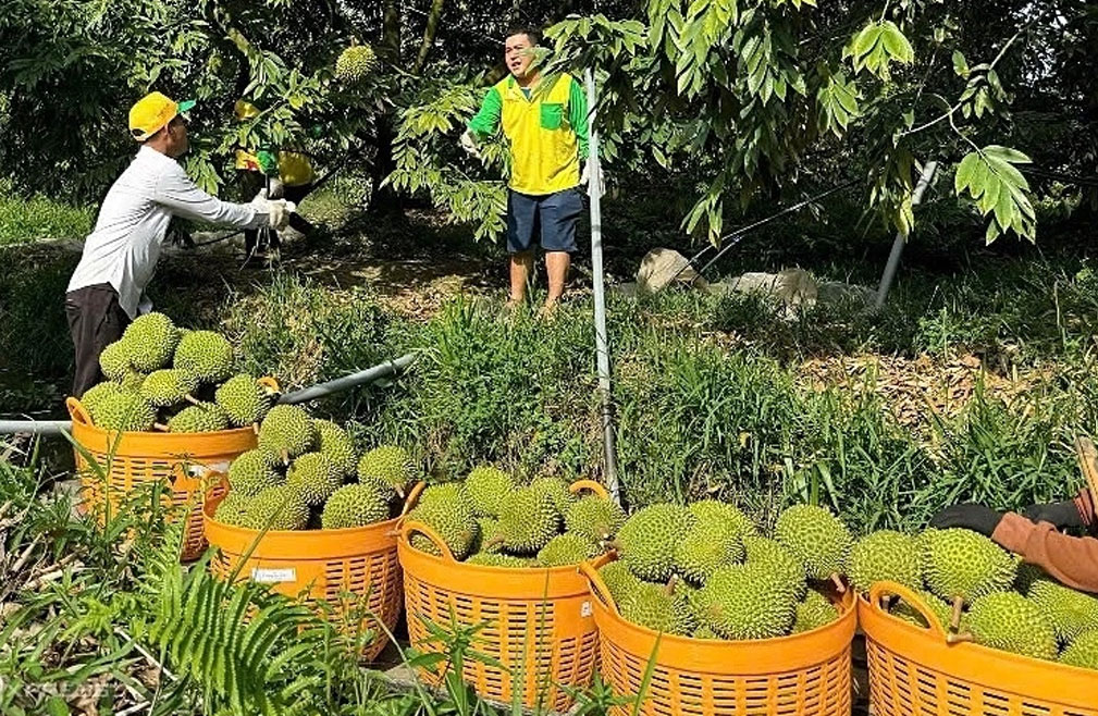 越南榴莲对华出口陷困境  冷冻榴莲承载厚望