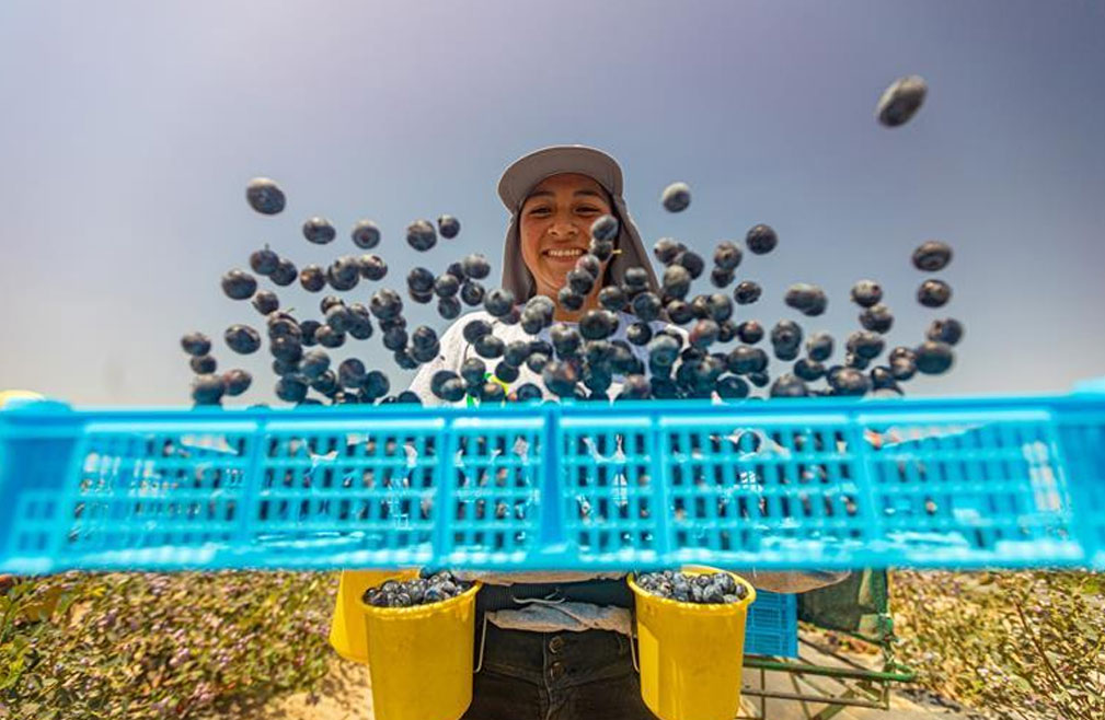 Agrovision更名后或6月实现IPO  有望刷新果企最快上市纪录