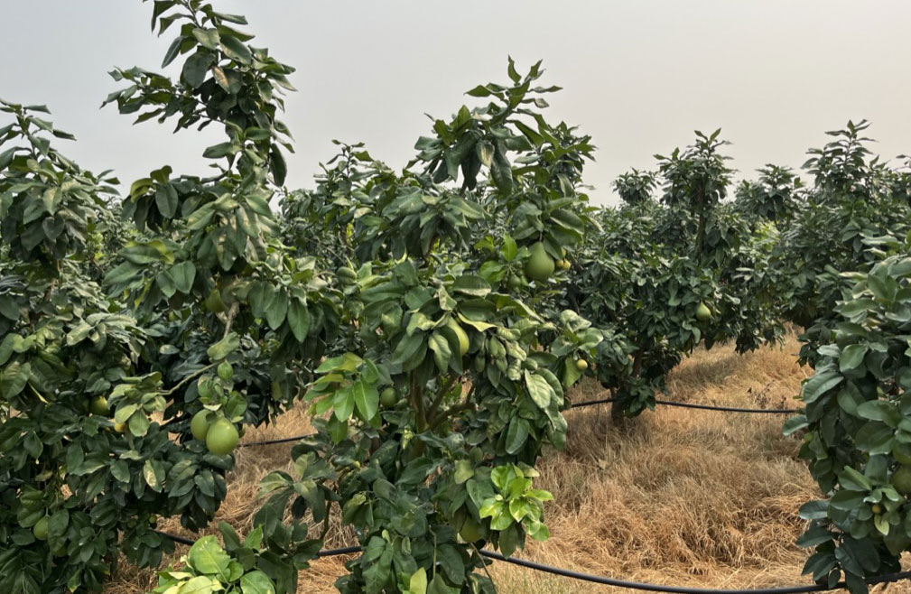 平和蜜柚今年产量有望回升 严选优果供应高端出口市场