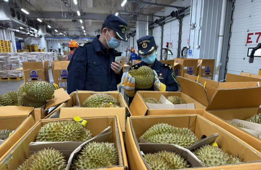 泰国榴莲快船密集到港南沙口岸 2500余吨供应大湾区市场