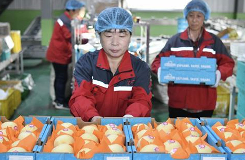 中国鲜梨首次出口阿根廷