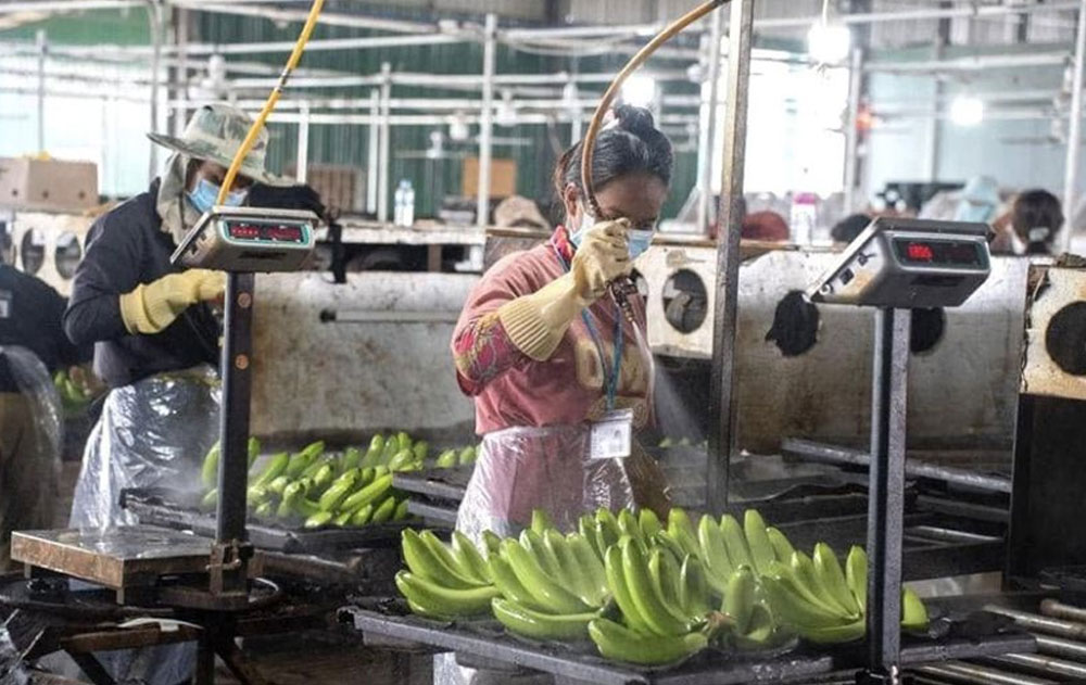 柬埔寨香蕉：中企扩大在柬投资  今年对华出口3万吨