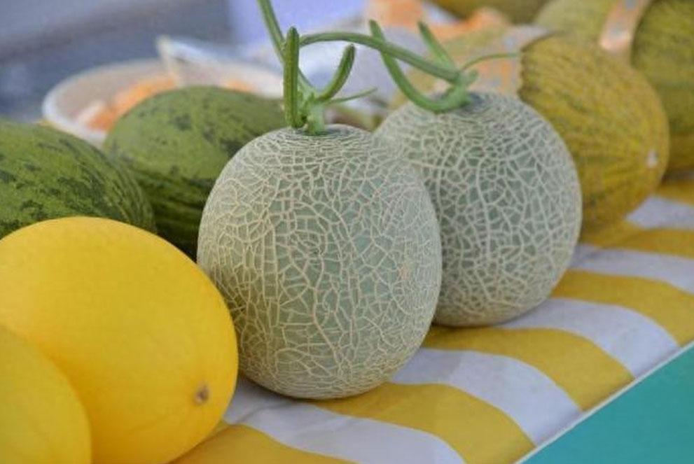 海南成全国最大冬季甜瓜供应基地