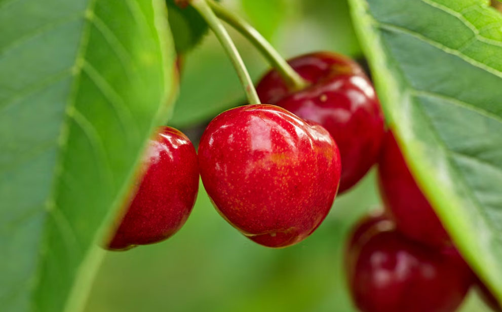 澳洲樱桃：部分地区产季推迟  整体产量保持增长