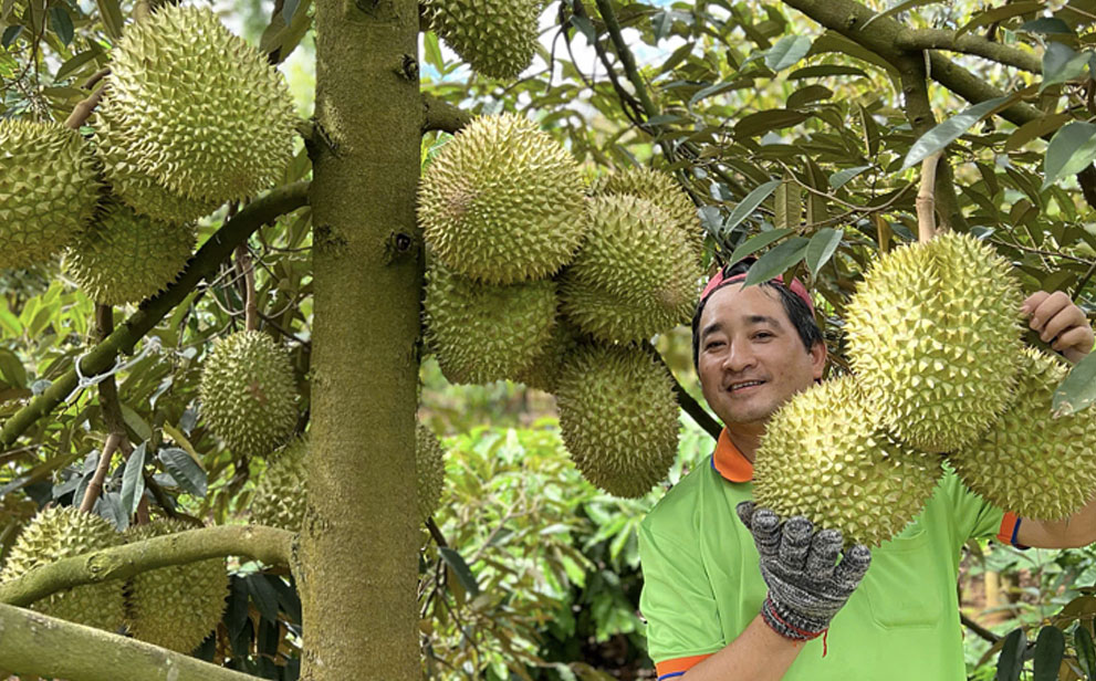 越南榴莲：对华出口通关恢复  价格暴涨50%