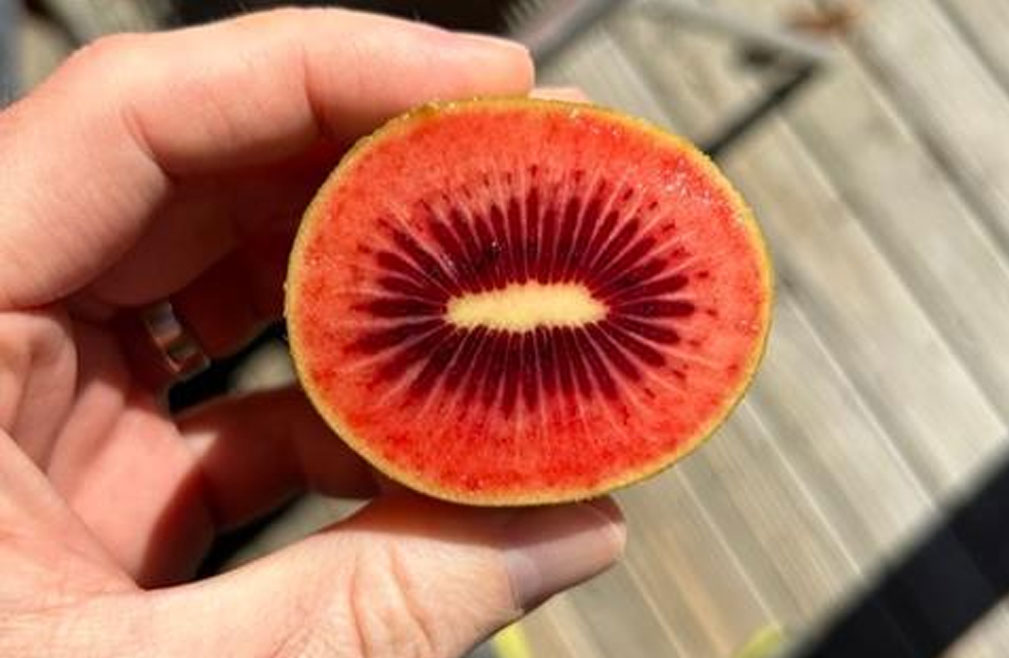 佳沛奇异果:红肉新品种Red80启动商业化 红果销售窗口延至13周