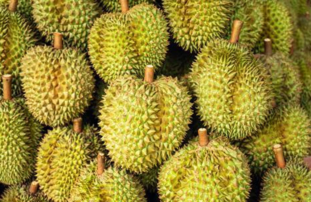 菲律宾榴莲:与KOICA签署增产计划 瞄准中国等市场缺口