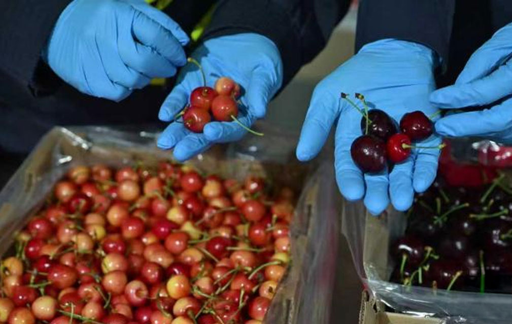 上海口岸迎来新季首艘“樱桃快线”