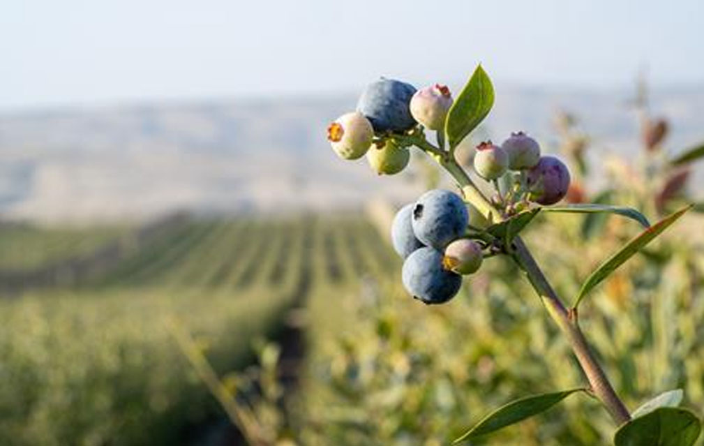 Hortifrut转型期亏损超4亿元 更新中秘两国蓝莓品种增强竞争力