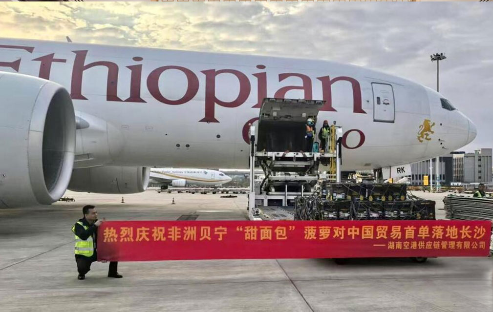 非洲贝宁“甜面包”菠萝首单正式抵华