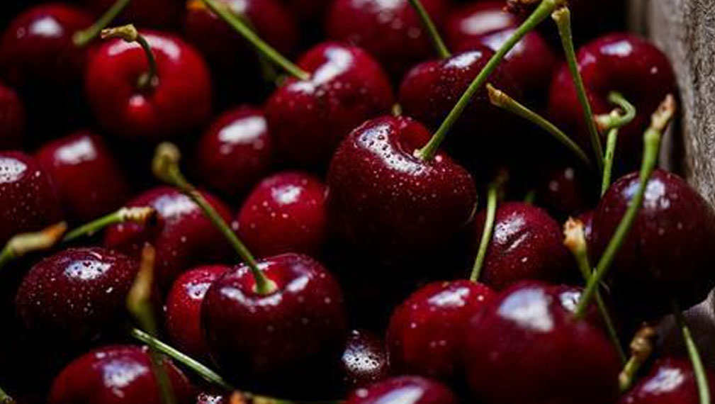 澳大利亚塔州樱桃出口季今日正式启动 以“差异化”赢得竞争