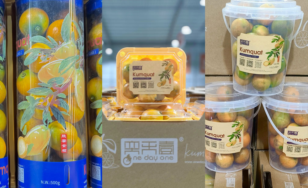 脆蜜金桔出口中东持续增长