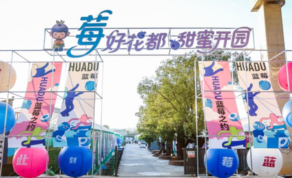 广州花都5000亩蓝莓基地开园 本季总产量将超3500吨