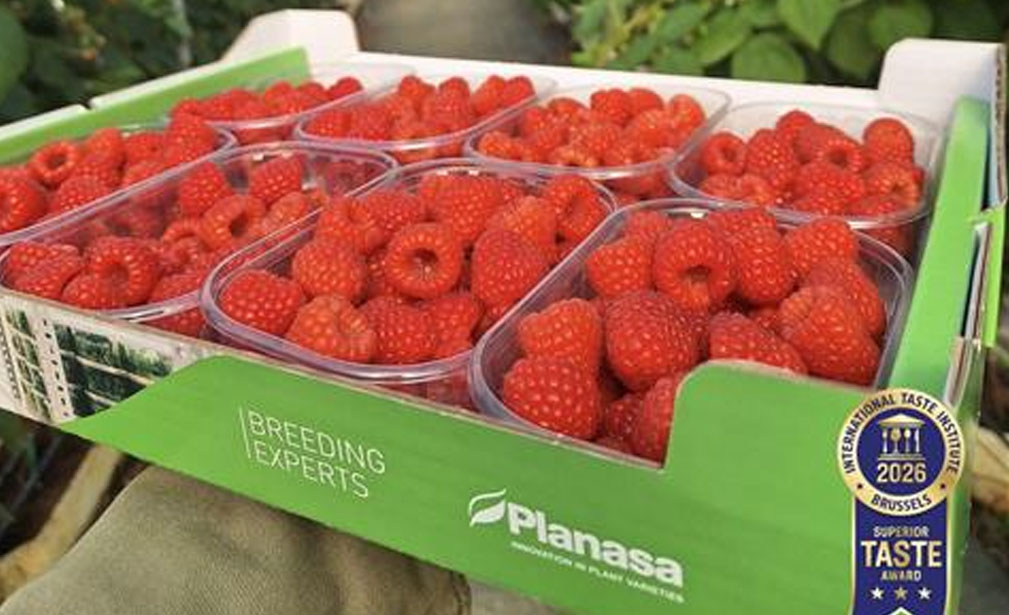 最新“顶级美味奖章”出炉 Planasa树莓新品种获三星评定