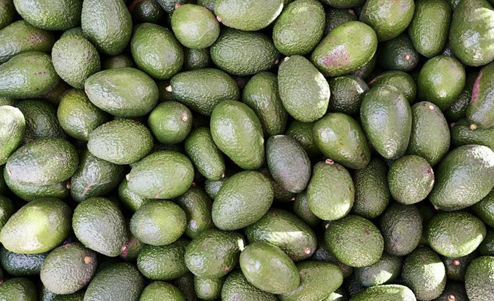 Mission Produce溢价26%收购百年果企  牛油果行业格局重塑