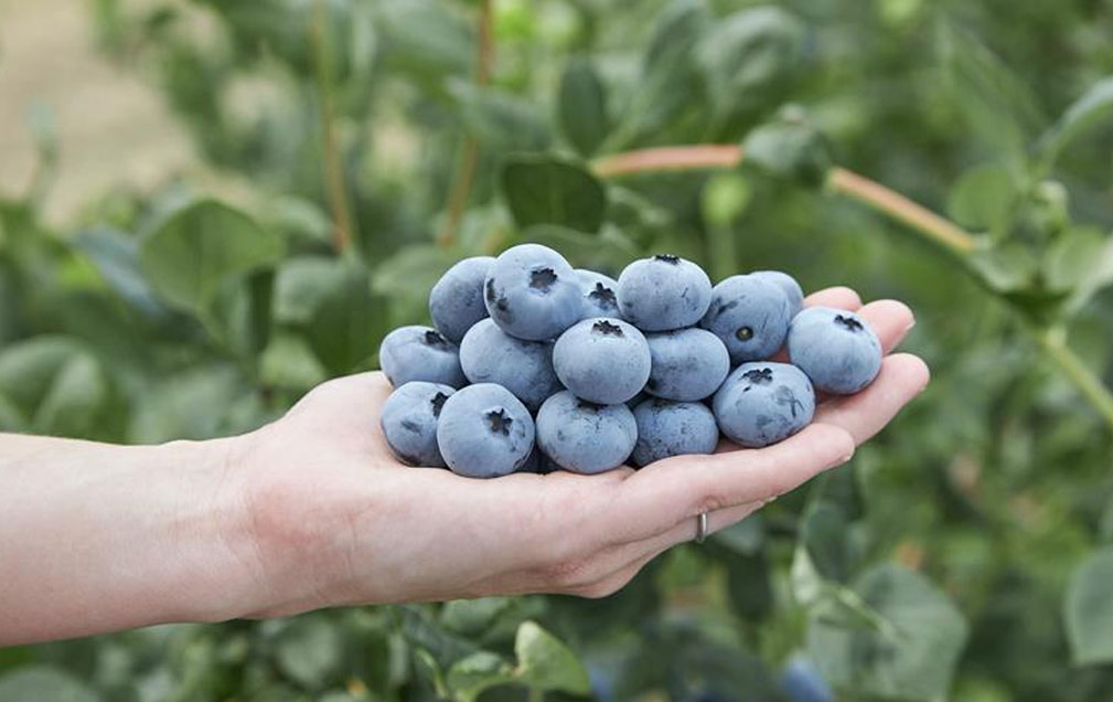 Fall Creek蓝莓新品种Sekoya Nova即将亮相 货架期可超60天