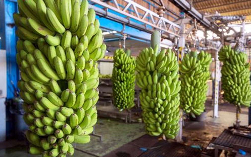 老挝和柬埔寨启用新过境通道  提升果蔬对华出口效率