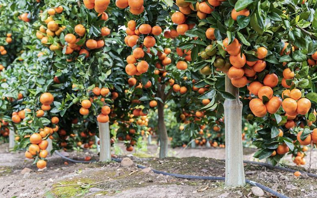 柑橘巨头Bollo与ClemenGold宣布战略联盟  简化供应链重塑全球供应格局