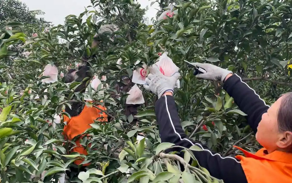 成都蒲江县2026年耙耙柑采摘季开启