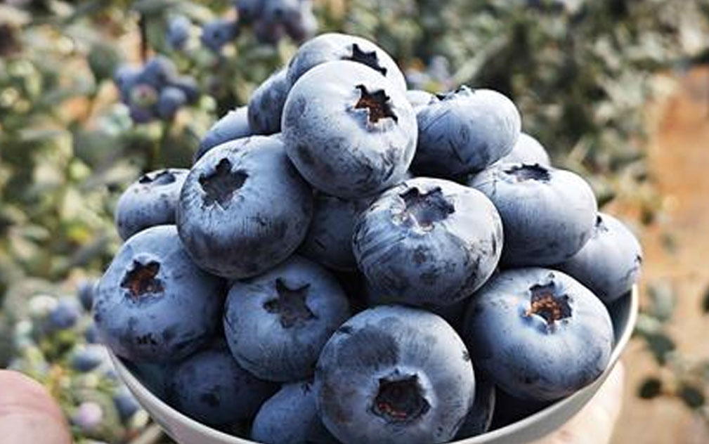 Blue Maldiva蓝莓全球种植提升  云南高海拔产区生产效益显现