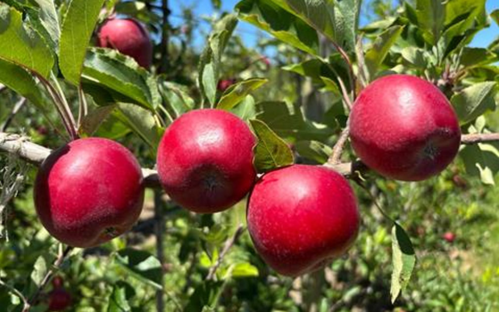 新西兰最早熟苹果Te Mata a1正式发运  本季对华出口规模再创新高