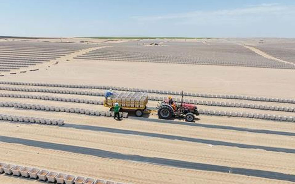 Vanguard再建秘鲁蓝莓生产基地  总占地超2000公顷