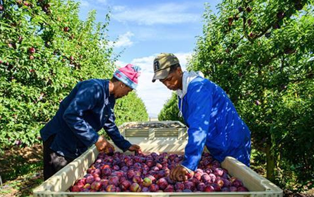 南非首批海运核果启运中国  开启“零关税”对华出口新纪