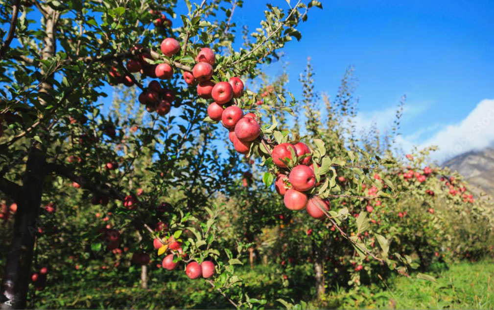 中国苹果年产破5000万吨领航全球  158个自主品种打破国外垄断