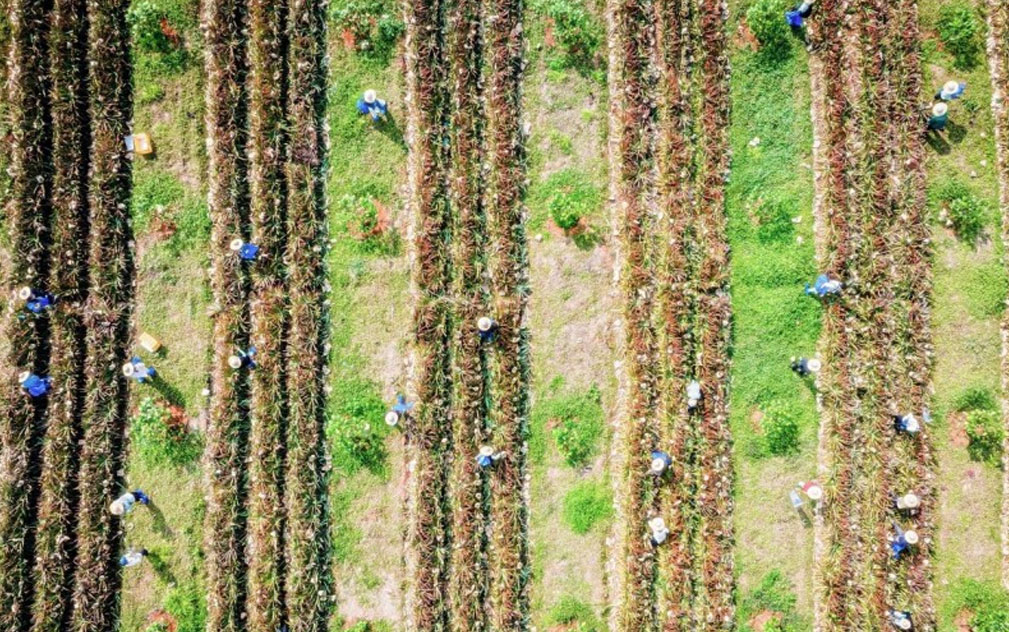 海南鲜品与百果园达成战略合作  海南菠萝年产值翻倍