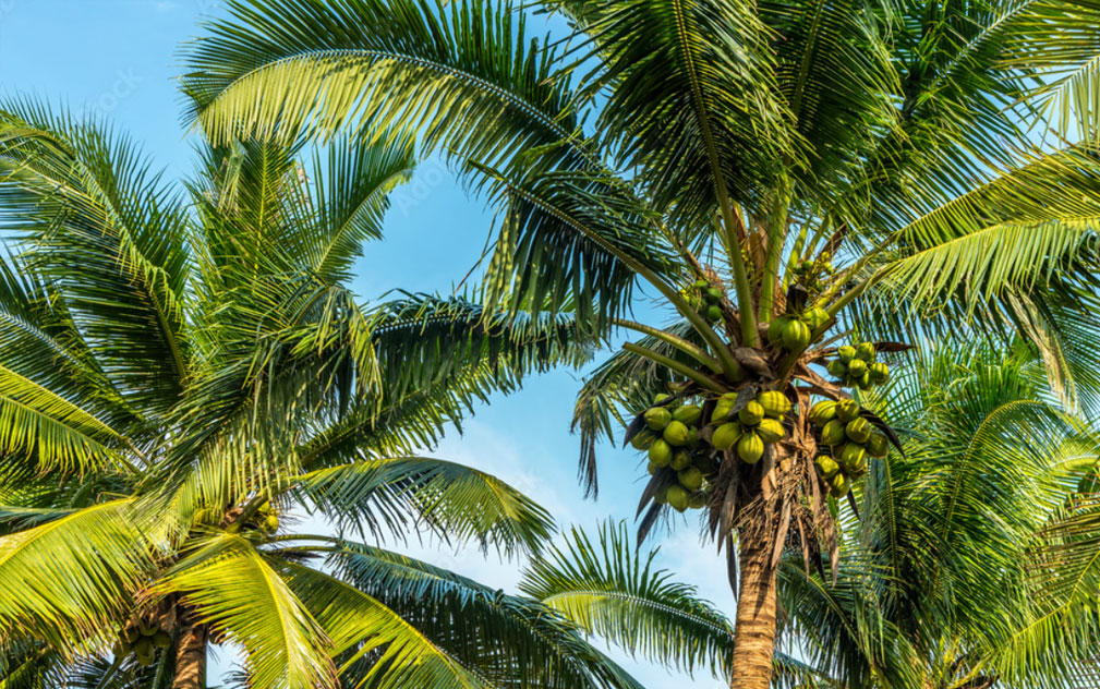 泰国严查椰子产业“代持”乱象  七名外籍人士接受调查