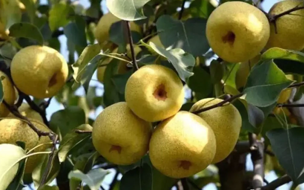 砀山梨首次出口澳大利亚