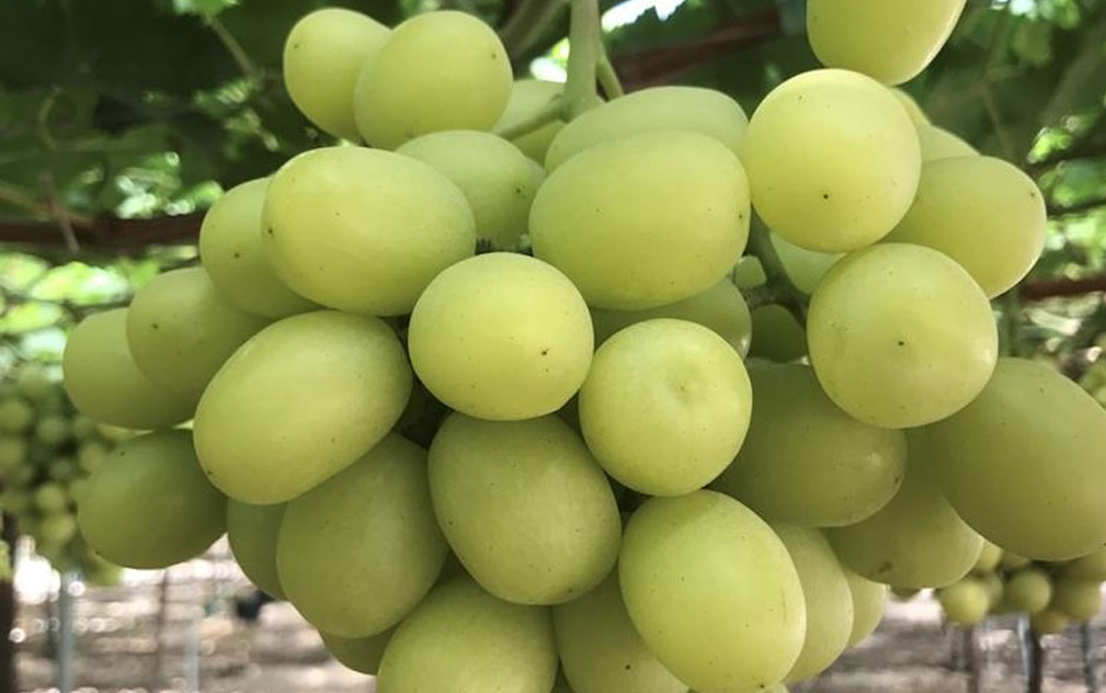 Bloom Fresh专利葡萄全球维权升级 起诉甜格洛布非法种植供应