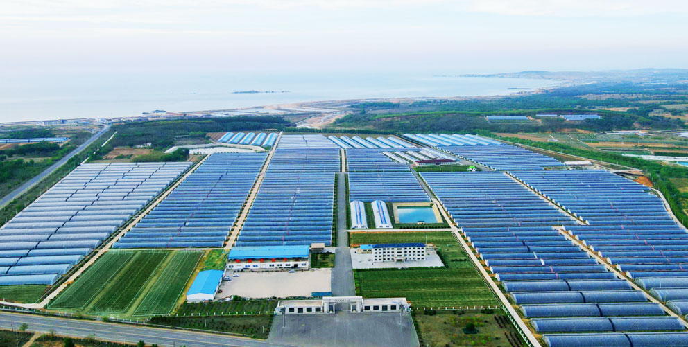 艺树家国产樱桃新季上市 本季产量预计增长20%