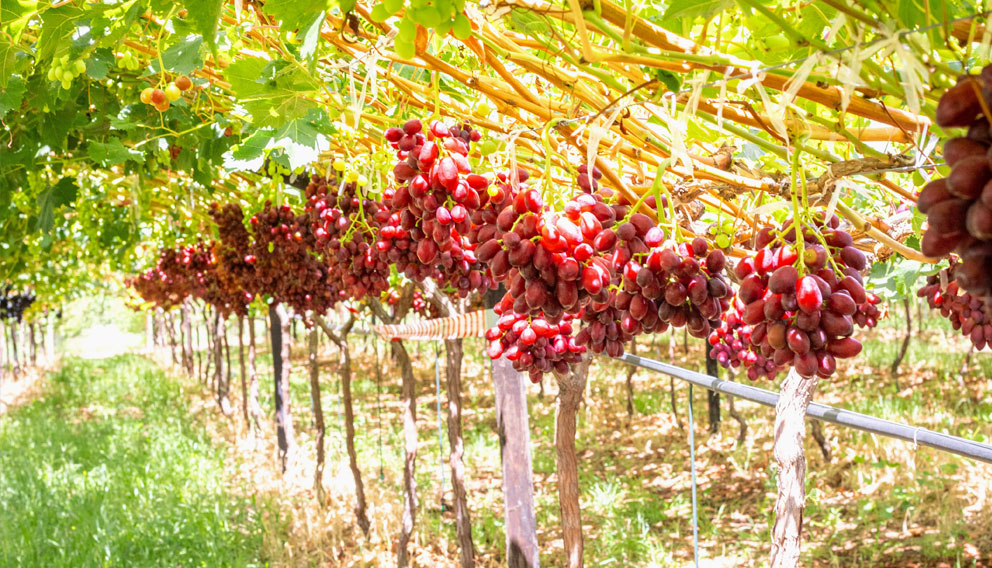 南非提子：版权新品种比例持续增长  ARRA Fire Crunch崭露头角