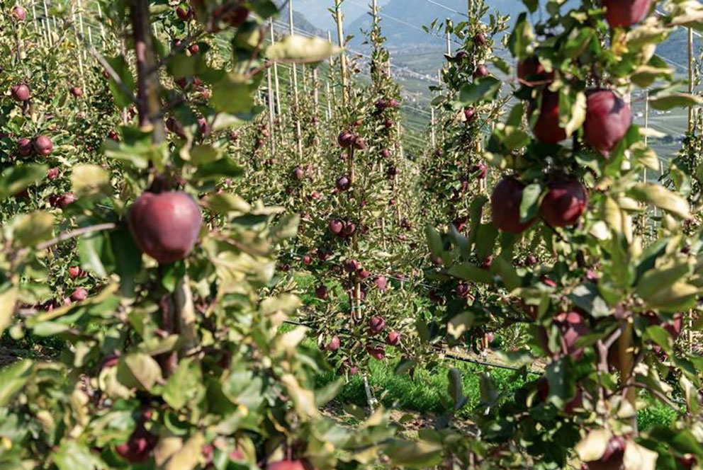 Kissabel红肉苹果开启南半球产季  澳新智南多国投入生产