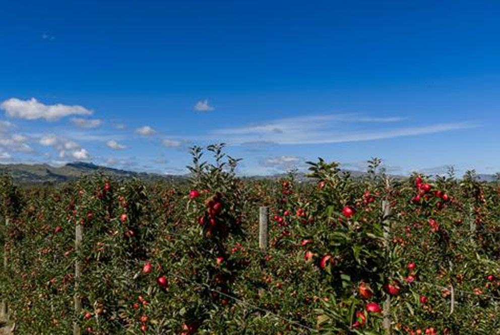 T&G爱妃采收开启  锁定运力确保海外发运