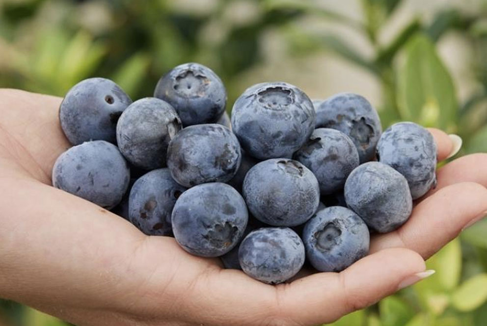 Fall Creek发布蓝莓新品种Apex：瞄准早中熟窗口  兼具高产与耐储