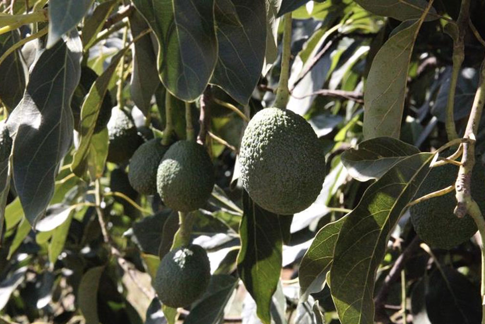 肯尼亚牛油果产量创历史新高  中国市场需求激增137%