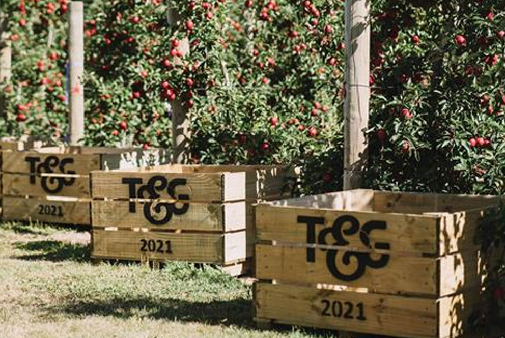 T&G Global拟拆分新鲜果蔬业务板块  加速资产处置进程