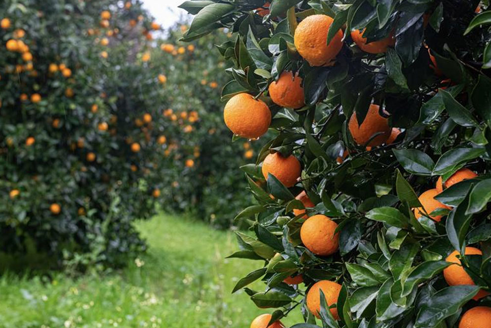 南非柑橘对华检疫标准优化  到货品质有望进一步提升