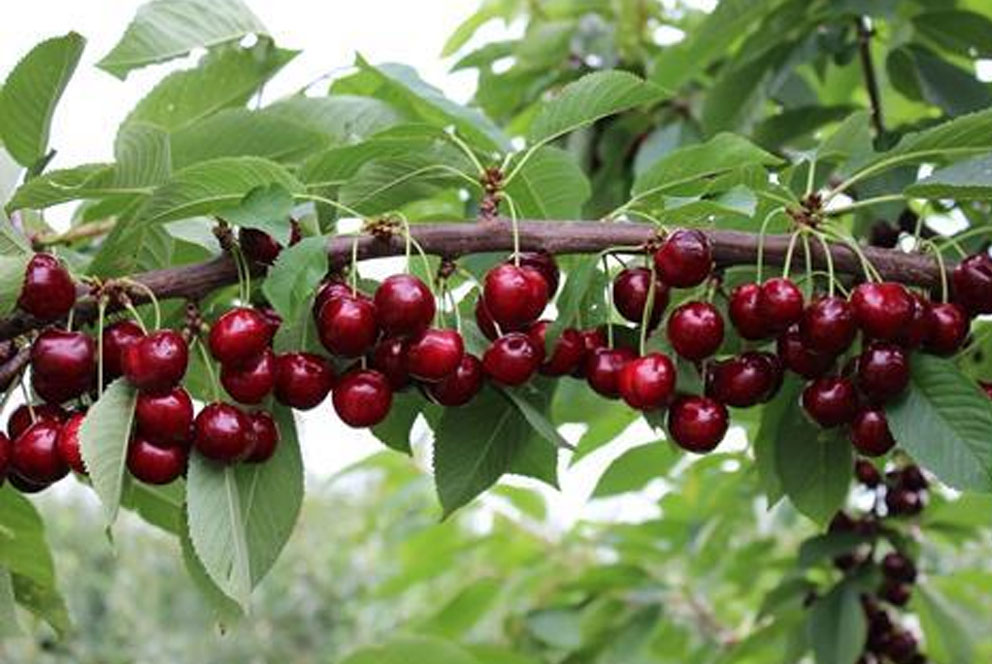 Stemilt引进顶级晚熟樱桃品系Kir 供应延长至9月