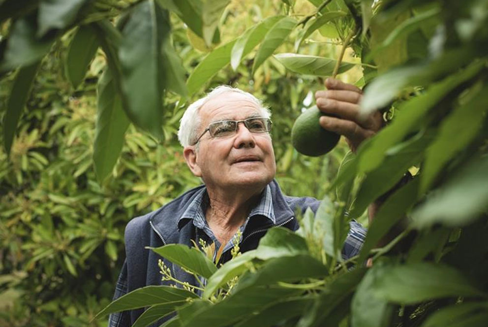 创新牛油果品种AvoGrey Greenskin斩获大奖 5月上市初启规模生产