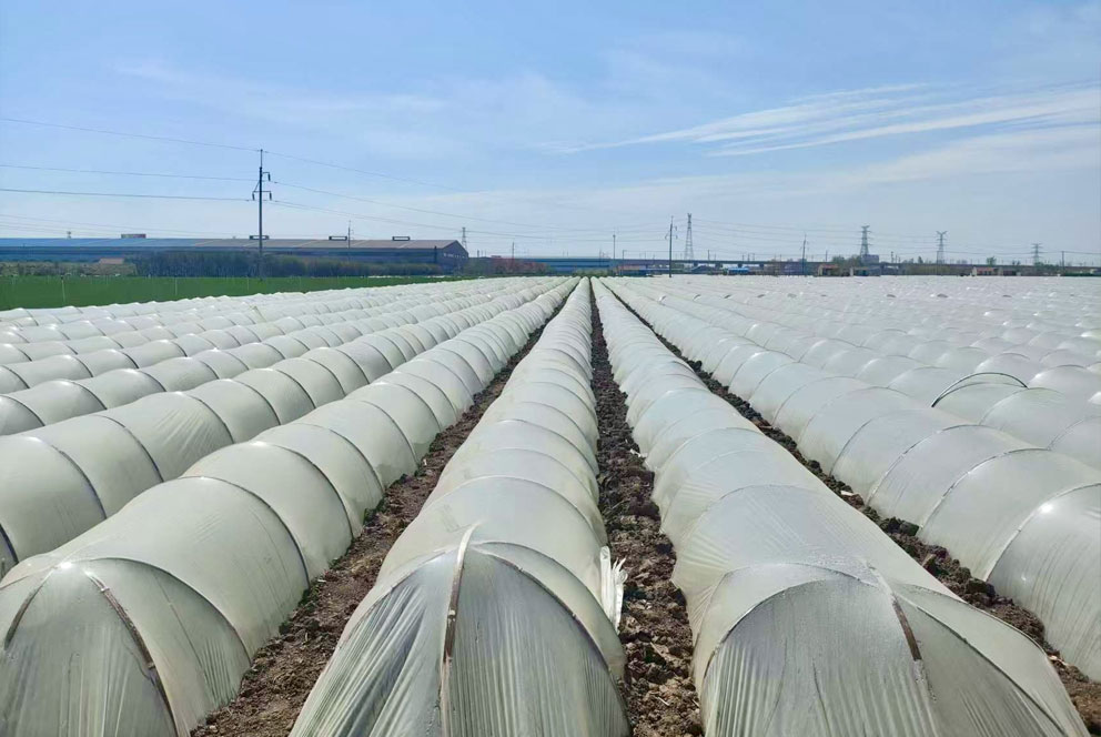 中国推进农产品用药规范以适应出口标准