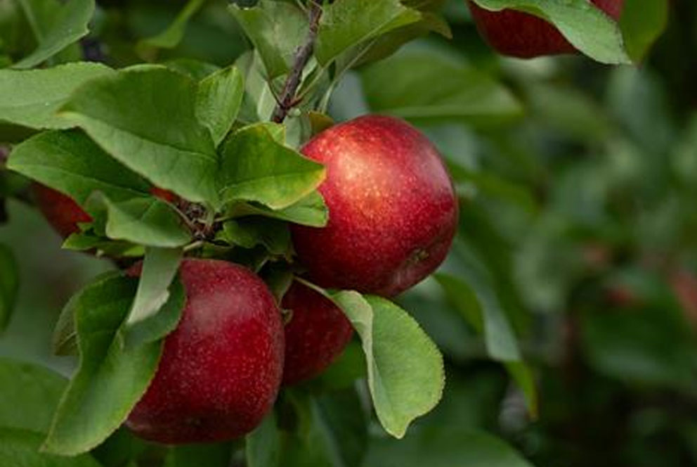 爱妃成新西兰首个零售额突破10亿新西兰元苹果品牌