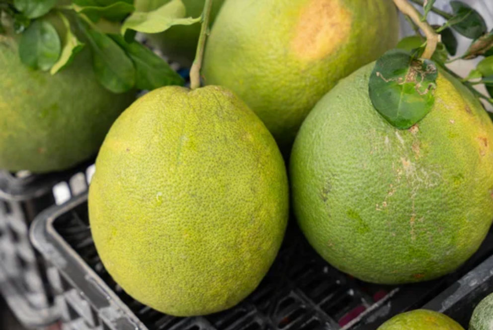 越南柚子和柠檬输华议定书签署 2026季贸易规模有望爆发