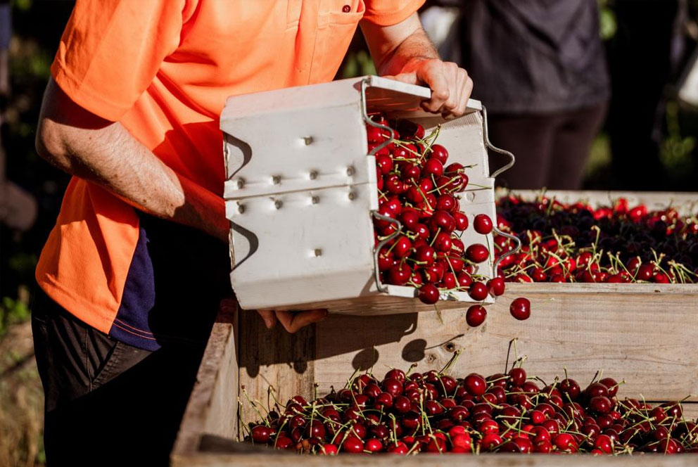 塔斯马尼亚樱桃出口创新纪录  中国内地增幅达168%