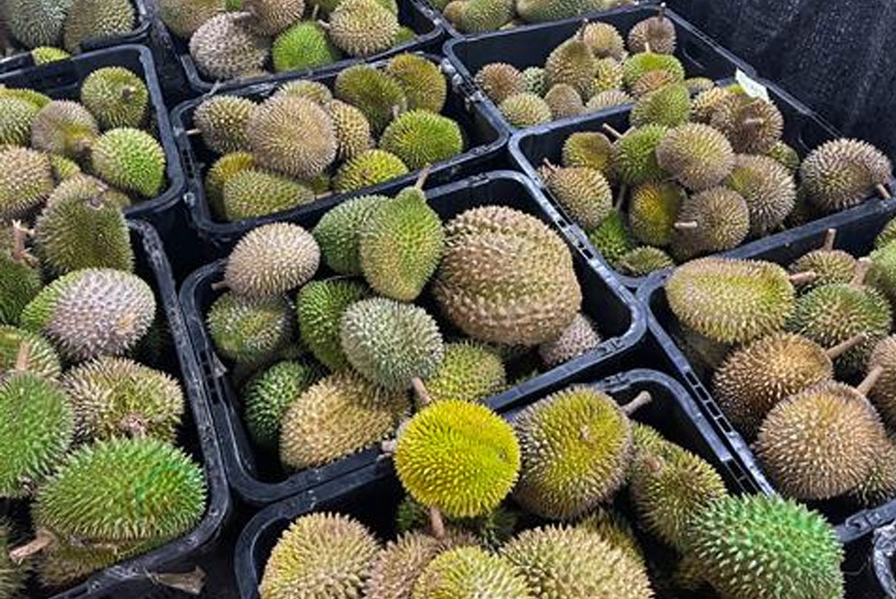 印尼鲜榴莲准入提速  中国30亿个椰子缺口待补