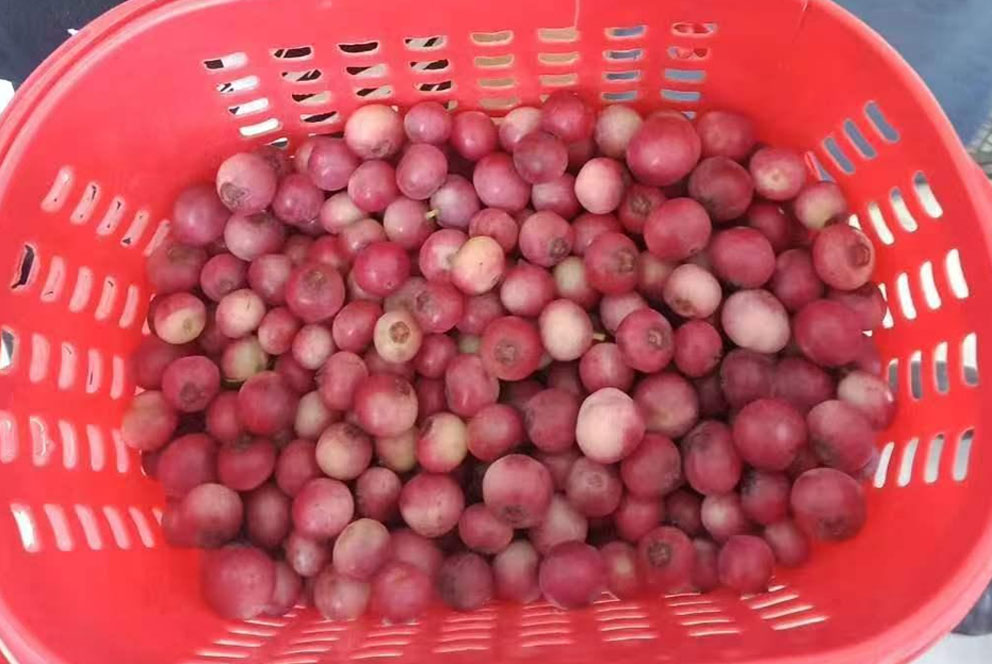 天价粉色蓝莓上热搜  规模化种植仍待时日
